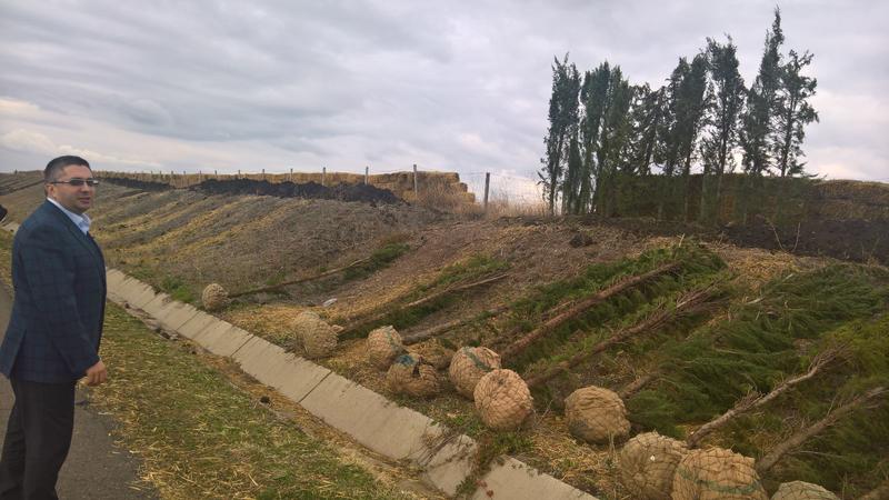 700 кипариса ще пазят от снегонавявания участък от АМ „Тракия“ между Бургас и Карнобат - 5