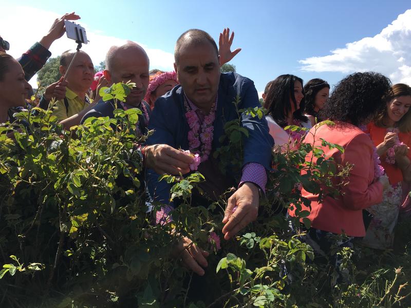  Министър Лиляна Павлова се включи в ритуала „розобер“ в розовите полетата край Казанлък  - 12