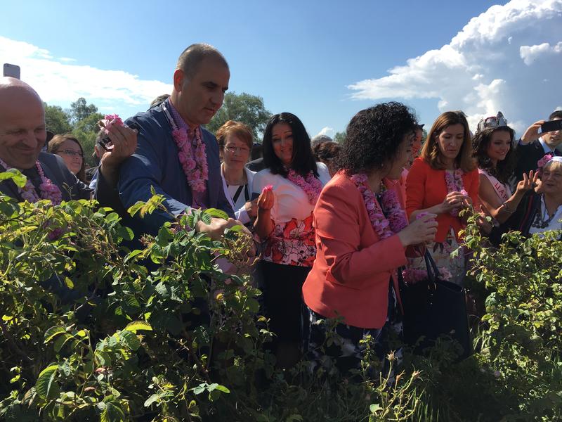  Министър Лиляна Павлова се включи в ритуала „розобер“ в розовите полетата край Казанлък  - 8