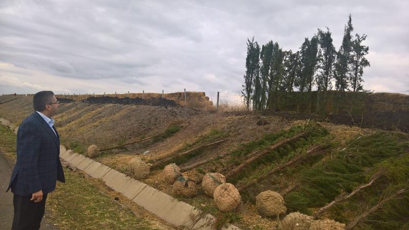 700 кипариса ще пазят от снегонавявания участък от АМ „Тракия“ между Бургас и Карнобат